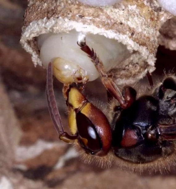 Hornets. - Insects, Longpost, Hornet, Informative, Video