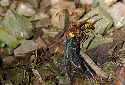 Hornets. - Insects, Longpost, Hornet, Informative, Video