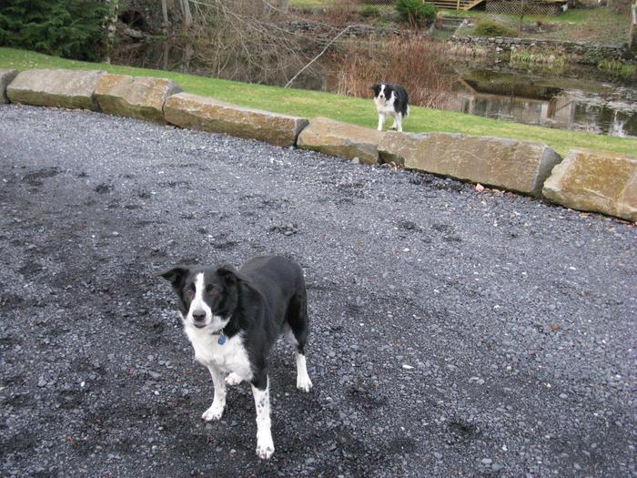 Собаки-двойняшки