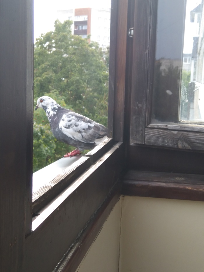 strange dove - My, Pigeon, Balcony, Longpost