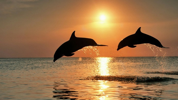 Just sunset - Sunset, Dolphin