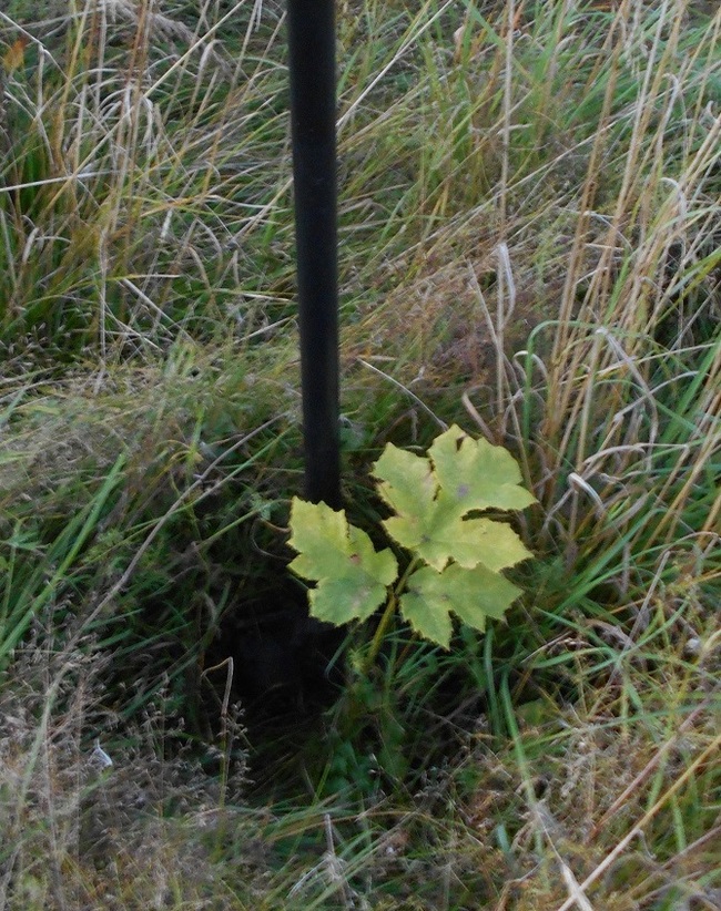 Early autumn is a great time for Terrans to patrol the area with Zerg Hogweed - My, The photo, Management, Instructions, Hogweed, Earthlings vs. Hogweed, Weeds, Nature, Plants