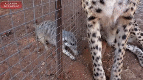 You kapets, just get over the fence. - Meerkat, Cheetah, GIF