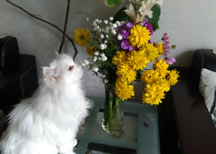 You are not yourself when you're hungry - cat, Flowers, Bouquet, Hunger
