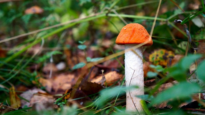 Autumn forest - My, Longpost, The photo, Nature, Mushrooms, Forest, Autumn