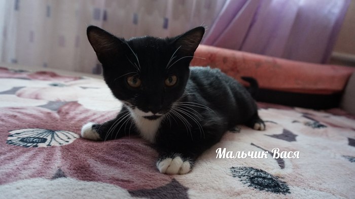 Kitten-boy is looking for a home (Minsk, Belarus) - My, cat, In good hands, Minsk, The strength of the Peekaboo