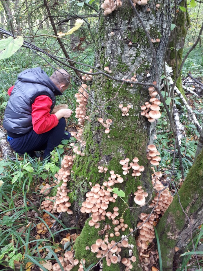 Mushrooms - My, Mushrooms, Honey mushrooms, , Longpost