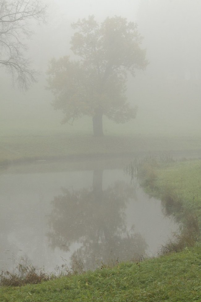 In Pavlovsky park - My, Landscape, Pavlovsk, The park, Fog, Longpost