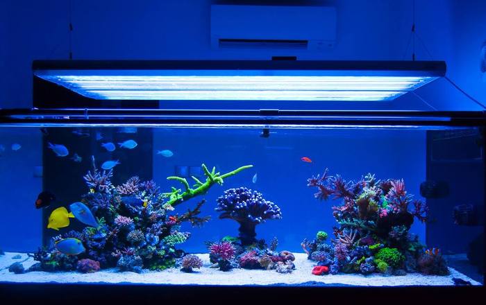 Впечатляющий морской аквариум, не правда ли?