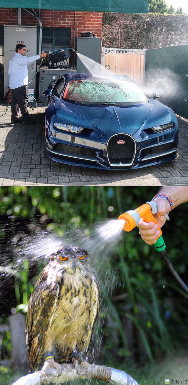 Bugatti Chiron and an owl - Bugatti Chiron, Owl, Find differences, Differences