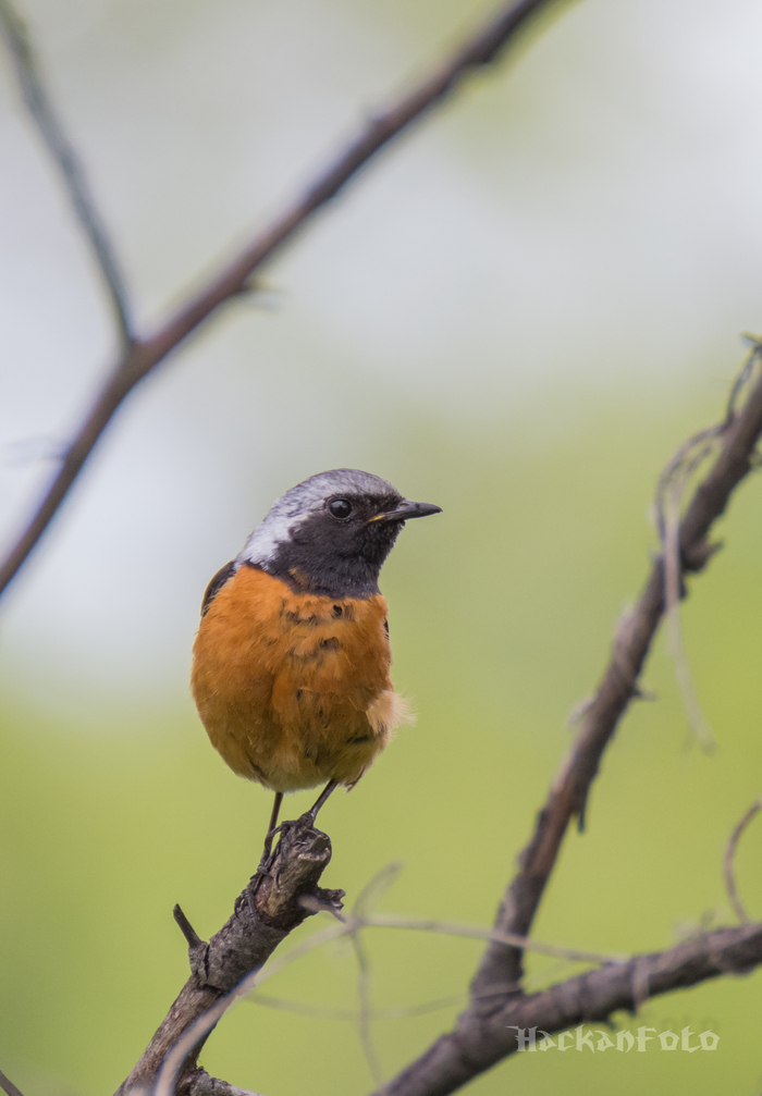 Siberian redstart - My, Birds, Redstart, Longpost