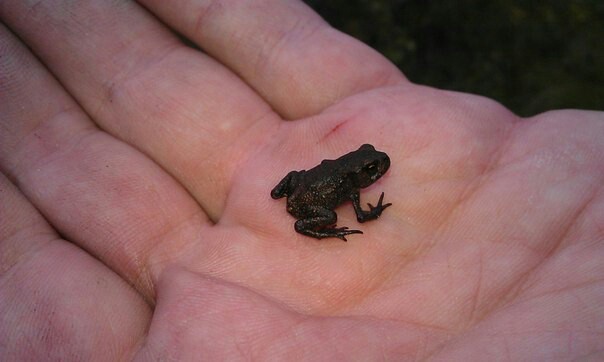 And I caught a frog! - My, Mining, Frogs, Карелия, League of giants