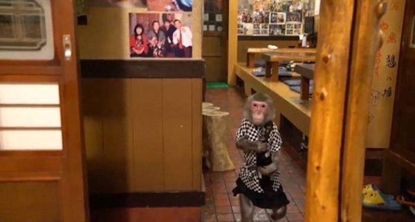 Monkey Waitress: A cute monkey will serve you in this bar - Animals, Monkey, , Information