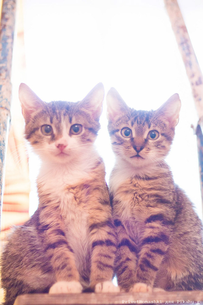 just kittens - My, cat, Kittens, , Longpost, Mustachioed - Striped, Animals