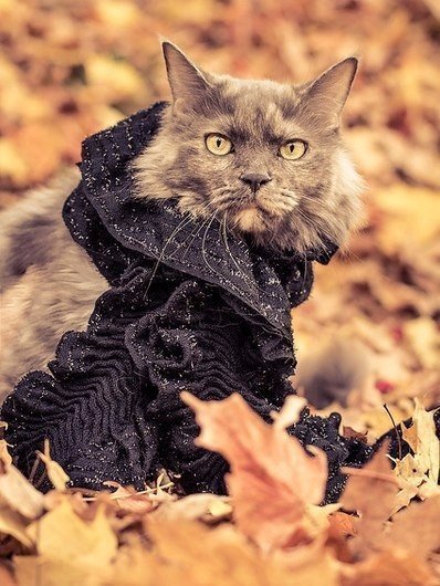 Autumn mood post... - cat, Autumn, Autumn mood, Milota, Longpost