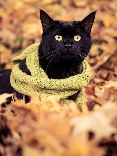 Autumn mood post... - cat, Autumn, Autumn mood, Milota, Longpost