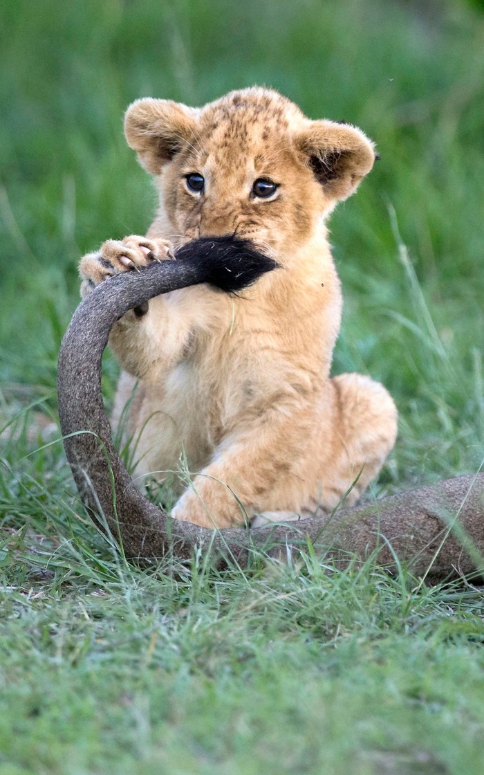 Favorite toy - Lion cubs, Toys