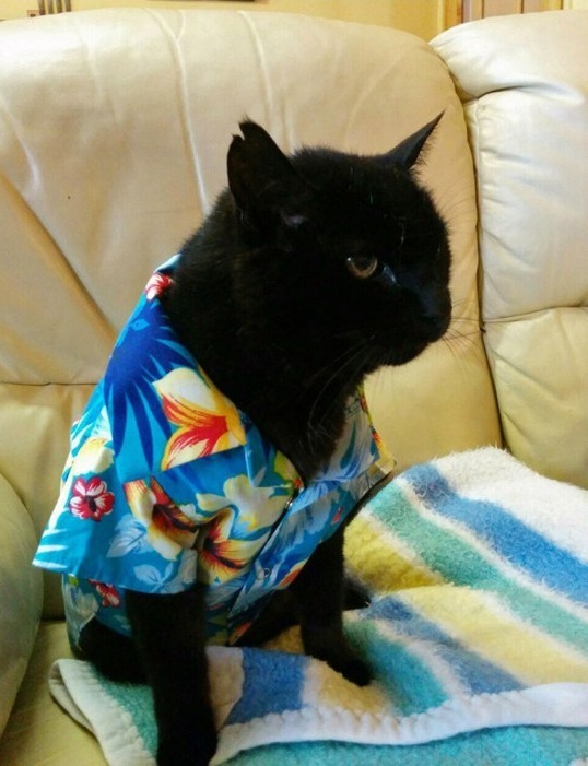 They brought the cat a Hawaiian shirt, he is not happy - cat, Hawaiian shirt, Not happy