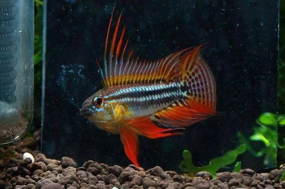   - Apistogramma Bitaeniata &quot;mamuri&quot;