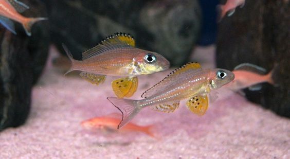 Xenotilapia papilio - lake. Tanganyika - Aquarium, Aquarium, Aquarium fish, Cichlids