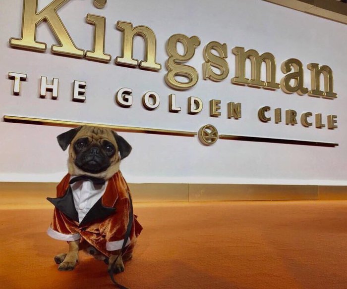 Pug, filmed in Kingsman, at the film's premiere - Movies, Pug, Dog, , Premiere