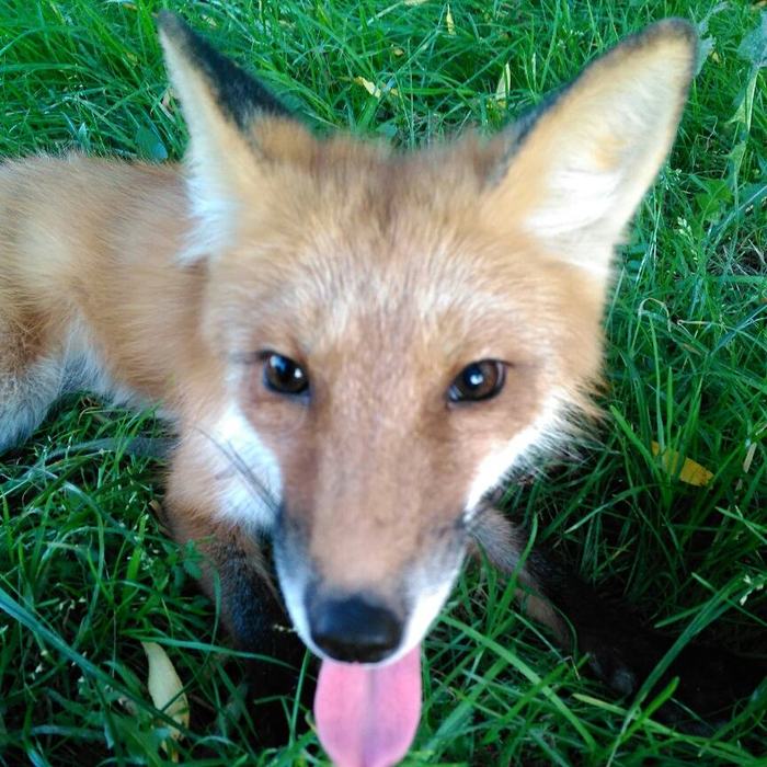 Patrikeevna is already an adult!!! - My, Fox, Domestic fox, , Pet, , Animals, Longpost, Pets