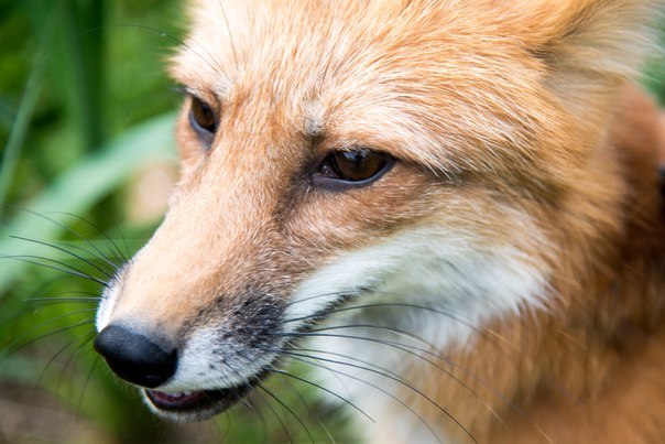 Dear fox Rufus! - Fox, Longpost, Children