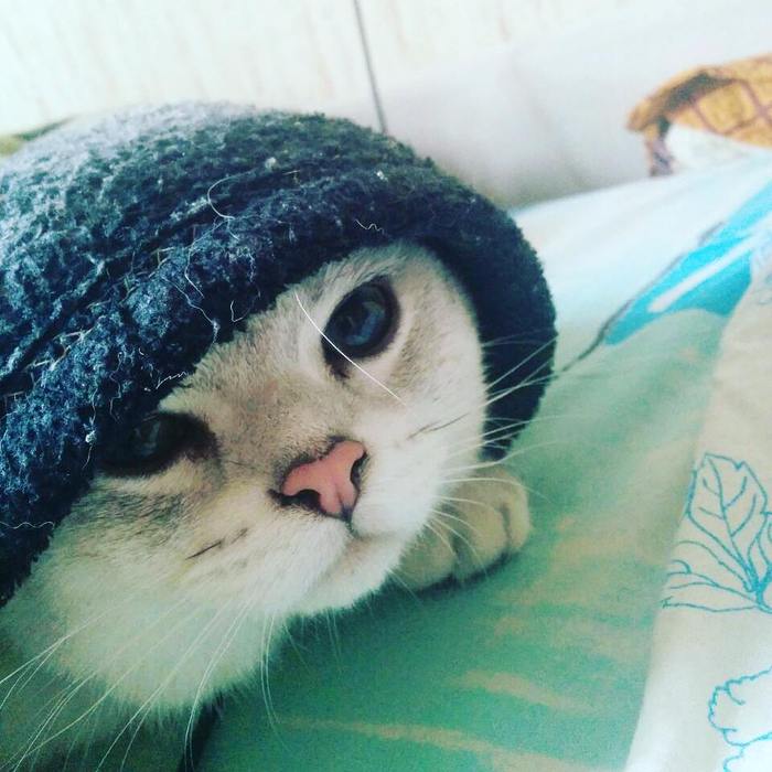 Отдам кота Краснодар / Отдан