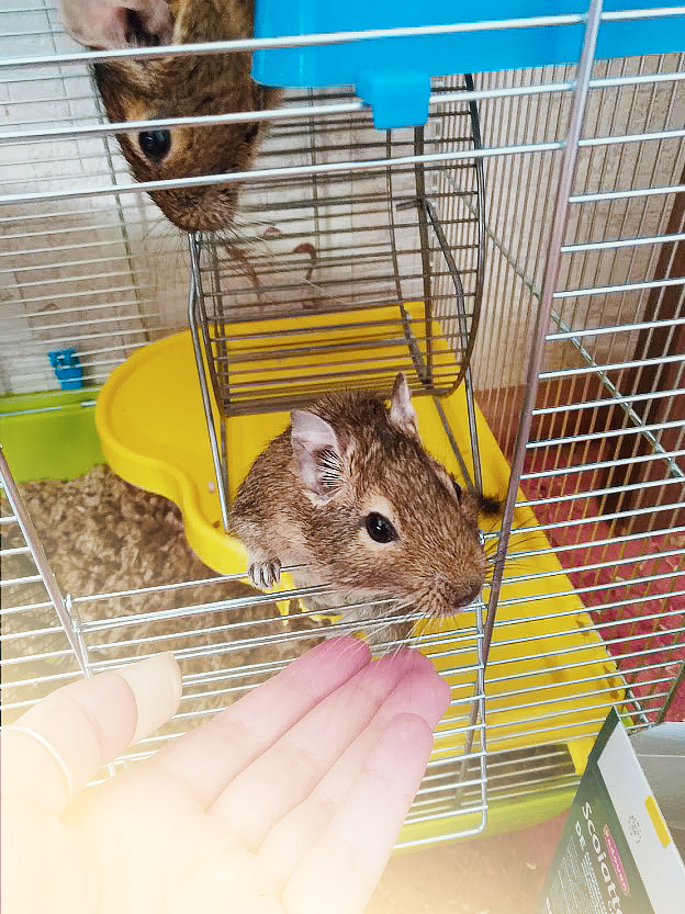 I'll give you degu. Moscow. - My, Pets, In good hands, Degu, Moscow, Purchase and Sale, Longpost, Trade