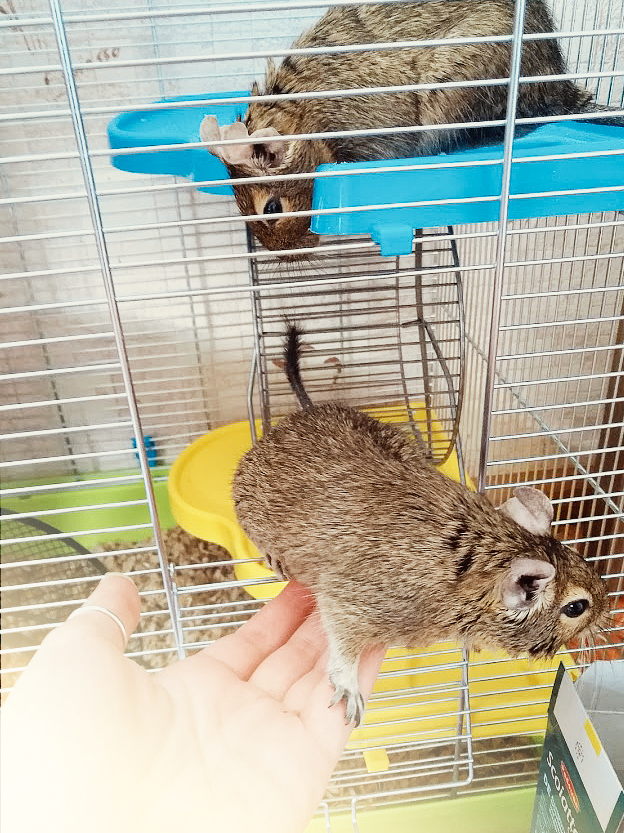 I'll give you degu. Moscow. - My, Pets, In good hands, Degu, Moscow, Purchase and Sale, Longpost, Trade