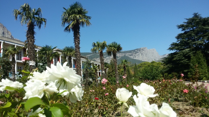 Крым Форос цветущий