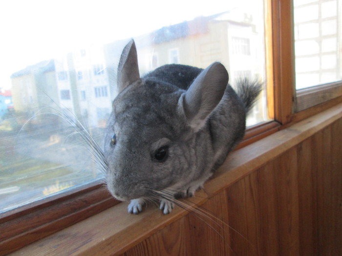 Iron Chinchilla - My, Chinchilla, The photo, Animals, Longpost