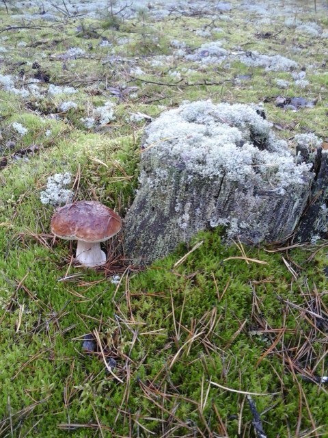 Mushroom - Mushrooms, , Mushroom pickers