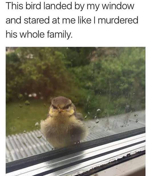 Bird sat by my window and stared at me like I killed his whole family - Birds, Condemnation, Window