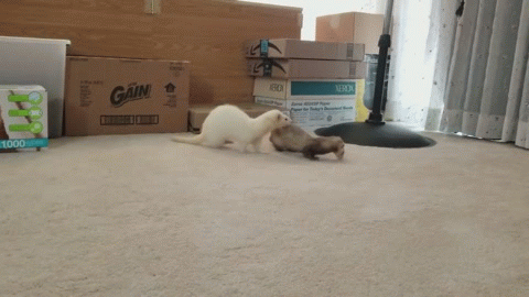 Neutralized temporarily - Ferret, , Hysterics, Itches, GIF, Entertainment