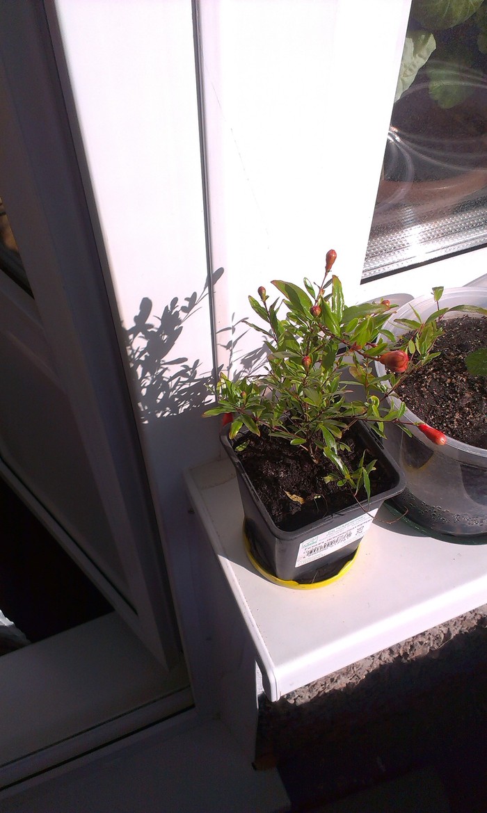 Mini pomegranate on the windowsill - My, Houseplants, Garnet, On the windowsill, Longpost, Vegetable garden on the windowsill