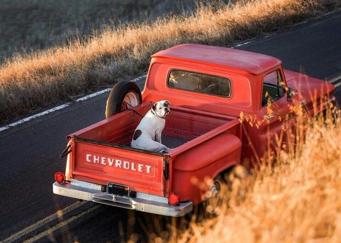 Just a photograph. - Dog, Car, Road