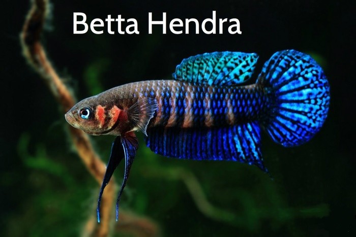 Betta hendra - новый вид бойцовой рыбки из Kalimantan Tengah (Борнео, Индонезия) - Аквариум, Аквариумистика, Аквариумные рыбки, Рыбка петушок