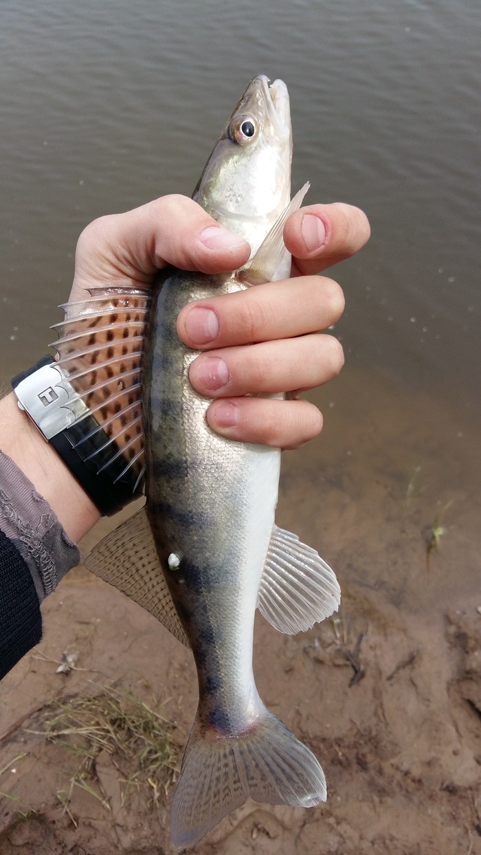 Young fanged - My, Fishing, My, Autumn, Fish perch