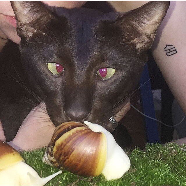 A picky snail. - cat, Snail, Milota