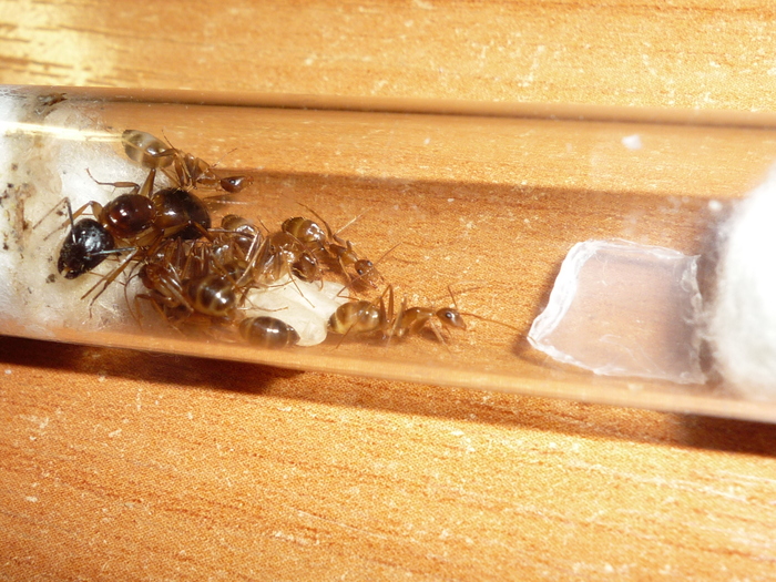 Ant business :) - My, Ant farm, Ants, Camponotus, Affairs