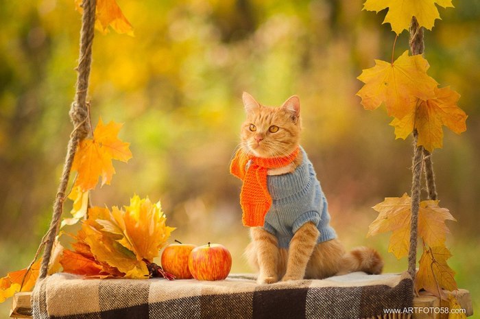 Autumn. - cat, Autumn, 