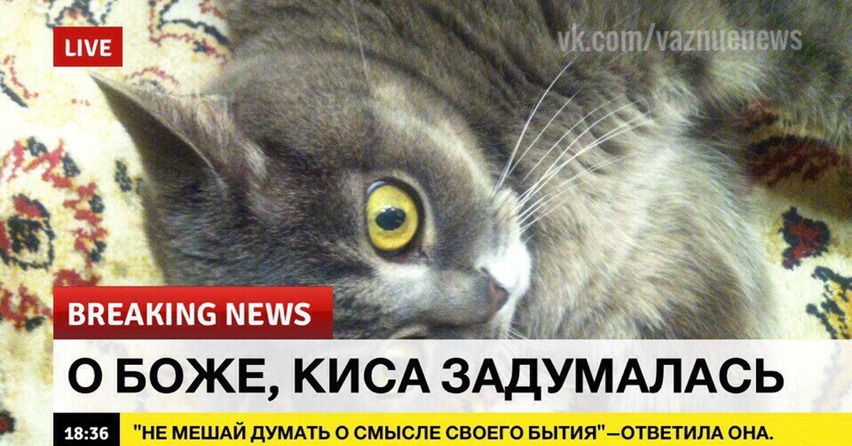 Кискискис монеточка текст. Breaking News Мем. Кот Ньюс. Breaking News кот. Breaking News киса.