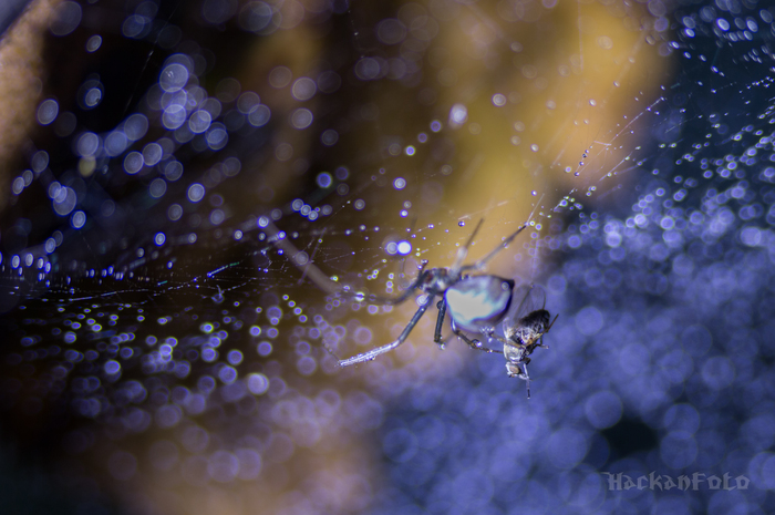 Suddenly, a bug... - My, Spider, Муха, Macro photography, Longpost