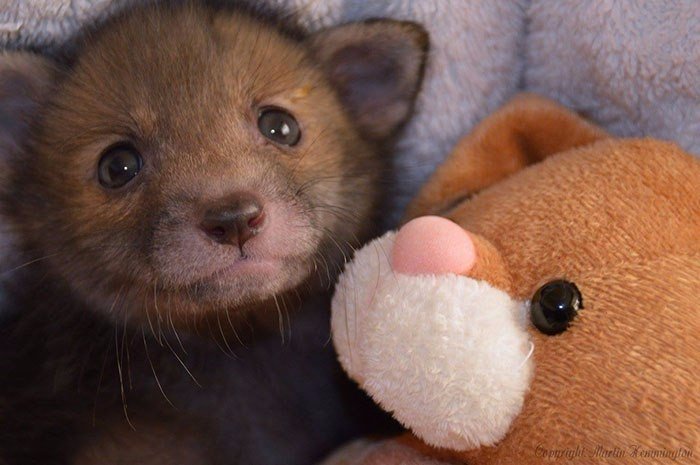 Meet Puggle, the rescued baby fox who can't live without his best friend, the toy bunny. - Milota, Animals, The photo, Young, Longpost, Fox, Fox cubs