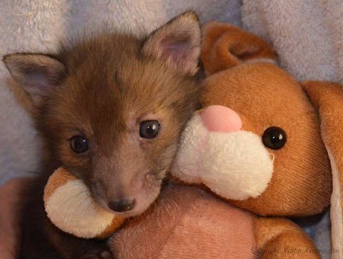 Meet Puggle, the rescued baby fox who can't live without his best friend, the toy bunny. - Milota, Animals, The photo, Young, Longpost, Fox, Fox cubs