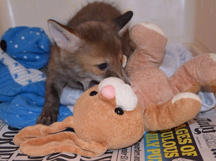 Meet Puggle, the rescued baby fox who can't live without his best friend, the toy bunny. - Milota, Animals, The photo, Young, Longpost, Fox, Fox cubs