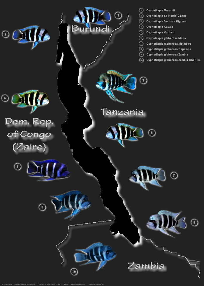 The lobed zebra cyphotilapia (lat. Cyphotilapia frontosa) is endemic to Lake Tanganyika, found in different color forms. - Aquarium fish, Cichlids