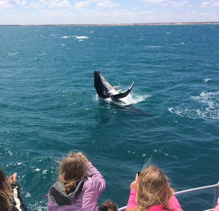 Кит позирует перед публикой