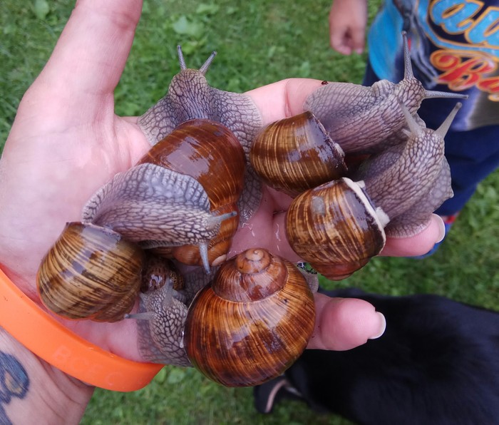 Snails - Achatina, My, Longpost, Grape snail, 